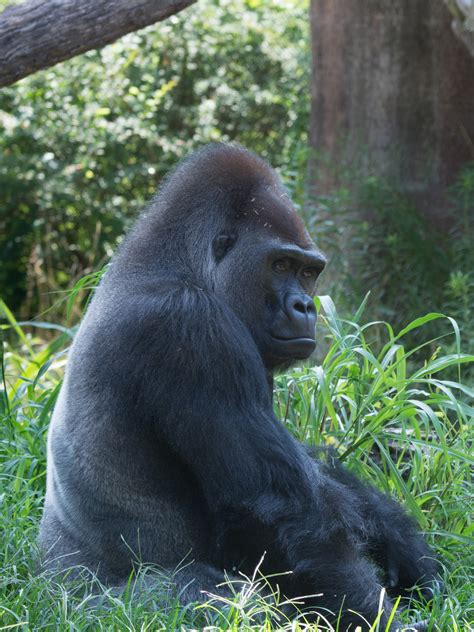 gorilla st louis zoo|Western Lowland Gorilla .
